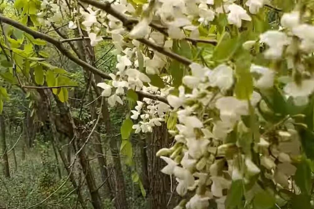 NA JUGU SRBIJE UOČENA NEOBIČNA POJAVA: Usred septembra PROCVETAO BAGREM, evo kakvo VEROVANJE se veže za njega