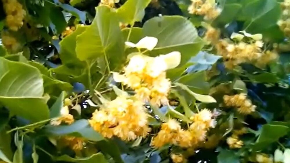 Lipa se smatrala lekovitom biljkom