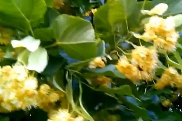 SVETO DRVO STARIH SLOVENA ČISTI ORGANIZAM OD TOKSINA: Nalazi se SVUDA OKO NAS, a NIKO NE ZNA za ŠTA JE SVE DOBRO