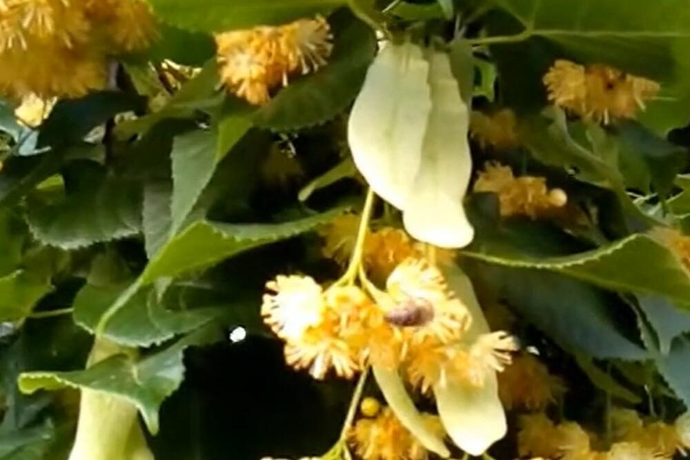 OVA LEKOVITA BILJKA POMAŽE KOD VISOKOG PRITISKA STRESA I PROBLEMA SA MOKRENJEM: Zbog dejstva je vrednija i od ZLATA