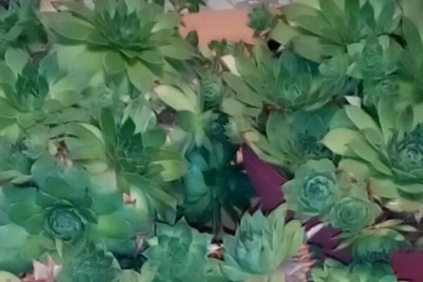 ŠTA ZNAČI KAD VAM ČUVARKUĆA PROCVETA? Evo šta kaže srpsko narodno verovanje