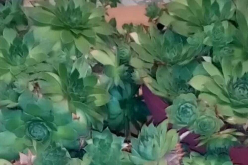 ŠTA ZNAČI KAD VAM ČUVARKUĆA PROCVETA? Evo šta kaže srpsko narodno verovanje