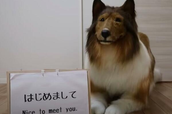 ŽELI DA ŽIVI KAO PAS: Potez ovog čoveka je ostvario njegov SAN, ali je ostavio ceo svet u ŠOKU! (VIDEO)