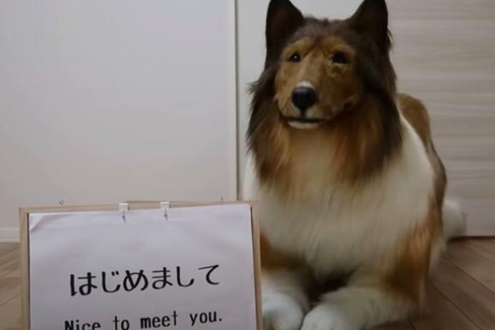 ŽELI DA ŽIVI KAO PAS: Potez ovog čoveka je ostvario njegov SAN, ali je ostavio ceo svet u ŠOKU! (VIDEO)