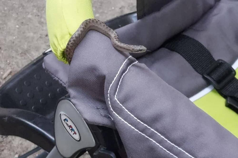 JEZIVO, DUŠAN U KOLICIMA SVOG DETETA PRONAŠAO DUGAČKU ZMIJU: Čitav Čačak samo jednog čoveka zove ZA SPAS (FOTO)