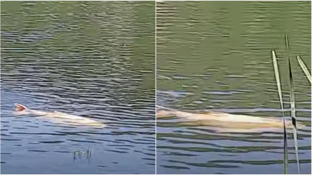 Albino tolstolobik, Gliško jezero, Zaječar