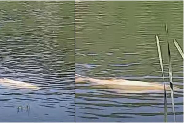 OVO NIKAD NIJE VIĐENO: Džinovska NEMAN usnimljen kod Zaječara (VIDEO)