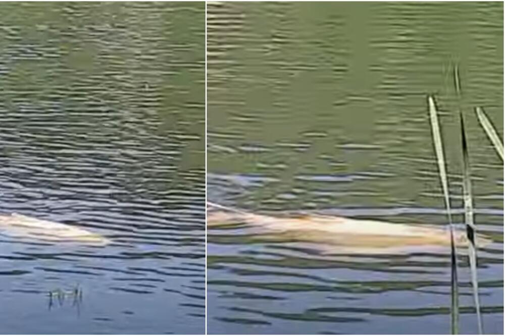 OVO NIKAD NIJE VIĐENO: Džinovska NEMAN usnimljen kod Zaječara (VIDEO)