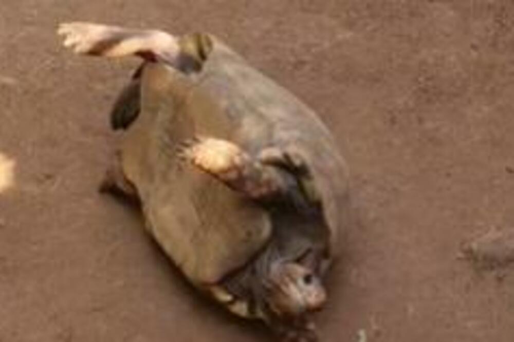 OGLASILA SE ANITA KOJU JE UJELA KORNJAČA U HRVATSKOJ: Vrištala je iz PETNIH ŽILA, opisala sam UŽAS koji je DOŽIVELA