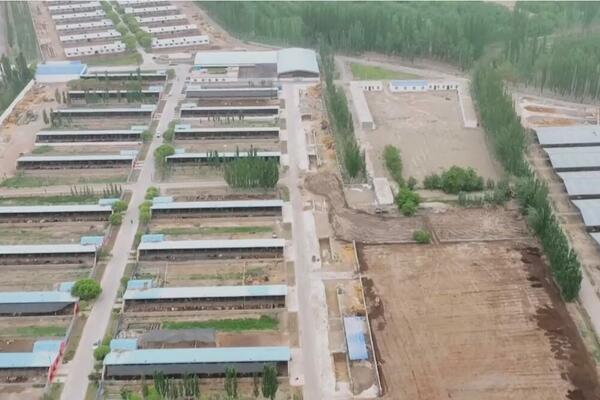 UZGOJ NOJEVA, ZEČEVA I GOVEDA POVEĆAVA PRIHODE U SINĐJANGU: Specifično stočarstvo pomaže u revitalizaciji sela!