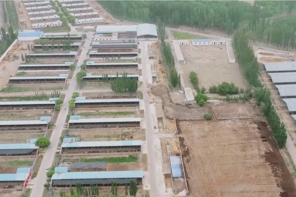 UZGOJ NOJEVA, ZEČEVA I GOVEDA POVEĆAVA PRIHODE U SINĐJANGU: Specifično stočarstvo pomaže u revitalizaciji sela!