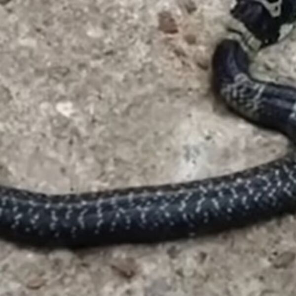 TRAGEDIJA: Devojčicu (5) na JEZIV način USMRTILA ZMIJA