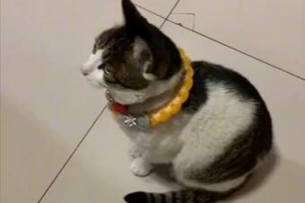 OVAKVOM NAPADU JE MALO KO USPEO DA ODOLI: Mačka koja sama PRIČA svoju priču! (VIDEO)