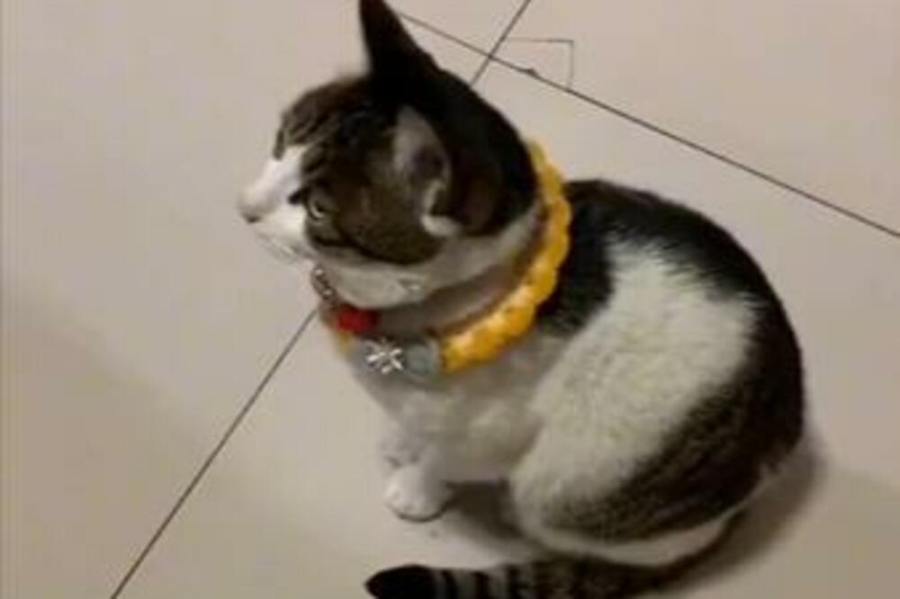 OVAKVOM NAPADU JE MALO KO USPEO DA ODOLI: Mačka koja sama PRIČA svoju priču! (VIDEO)