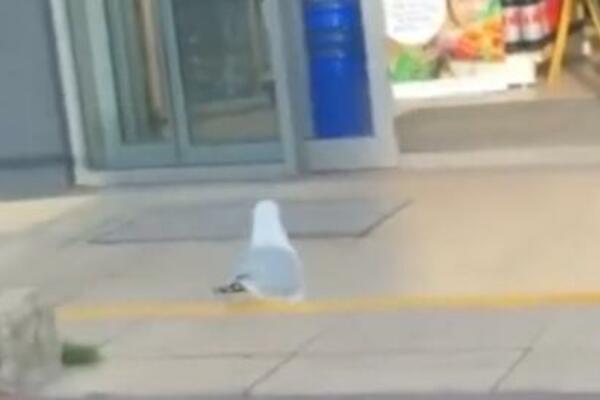 JEDAN GALEB JE POSTAO VIRALAN: Ukrao je 17 KILA OVIH NAMIRNICA (VIDEO)