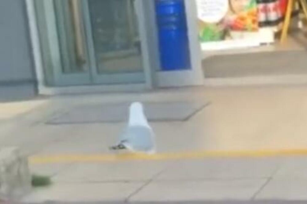 JEDAN GALEB JE POSTAO VIRALAN: Ukrao je 17 KILA OVIH NAMIRNICA (VIDEO)