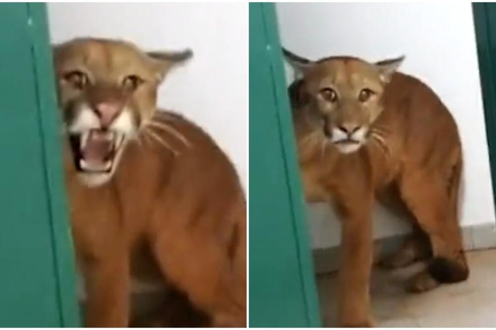 "DRHTAO SAM KAO ŽELE, SRCE MI JE SKORO STALO": Dečak otkrio PUMU u školskom toaletu, mališan ostao u ŠOKU! (VIDEO)