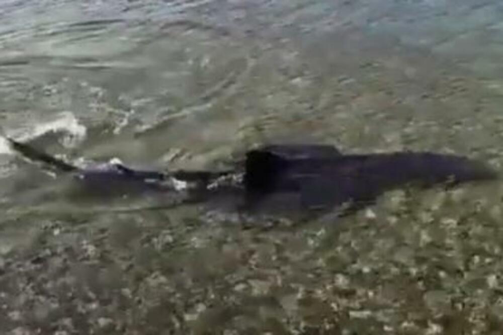 U JADRANSKOM MORU SNIMLJENA "LISICA" SA MLADUNCIMA: Vrsta MORSKOG PSA koja raste do 5 metara primećena u PLIĆAKU!