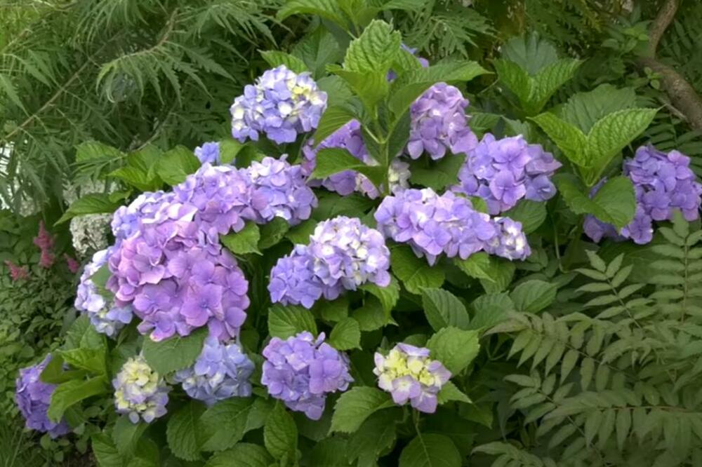 SIPAJTE OVO U ZEMLJIŠTE HORTENZIJE I GLEDAJTE ČUDO: Izmenjaće sve DUGINE BOJE, uz ovaj TRIK imaćete NAJLEPŠU baštu
