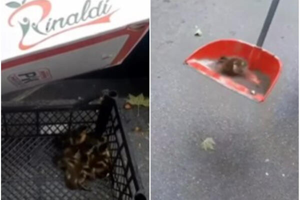 SNIMAK KOJI ĆE VAM ULEPŠATI VIKEND: Neverovatna akcija spasavanja usred Beograda, PRIZOR koji GREJE DUŠU! (VIDEO)