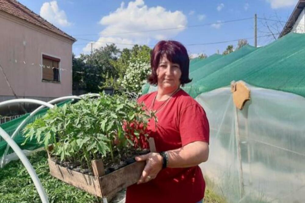 NAJBOLJE KALEMLJENE LUBENICU SU IZ RAJKOVCA KOD TOPOLE: Jelena je majstorstvo U KRVI, zanat učila od oca (FOTO)