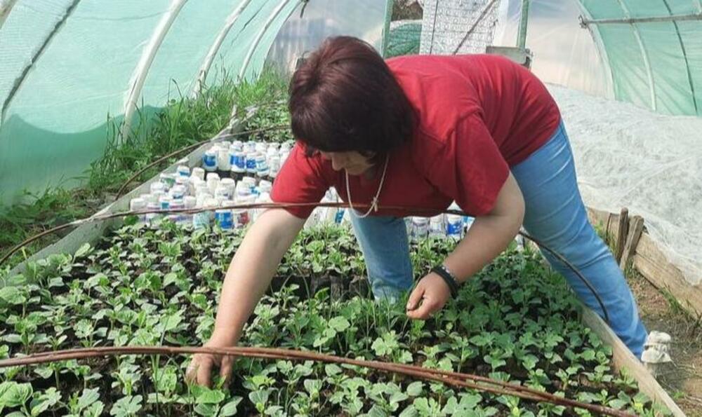 Kalemljenje, Lubenice