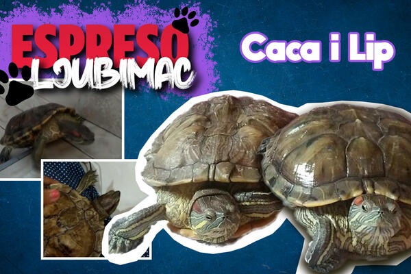 "BILE SMO MALE KAO NOVČIĆ, A SADA SMO DINOSAURUSI" Caca i Lip šalju POZDRAV iz INDONEZIJE - najslađa BIĆA ikada!