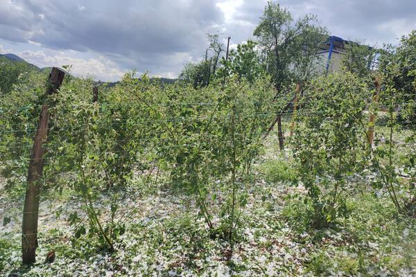 KADA ĆE OVOM ZANIMANJU PONOVO DA "CVETAJU RUŽE"? Stručnjaci objasnili šta ih čeka ove sezone