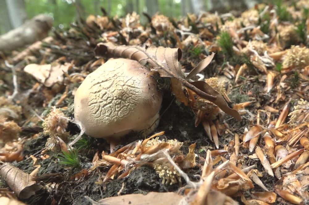 OVO JE NAJOTROVNIJA PEČURKA U SRBIJI! Izgleda kao da je JESTIVA, a dovodi do SMRTNOG ISHODA