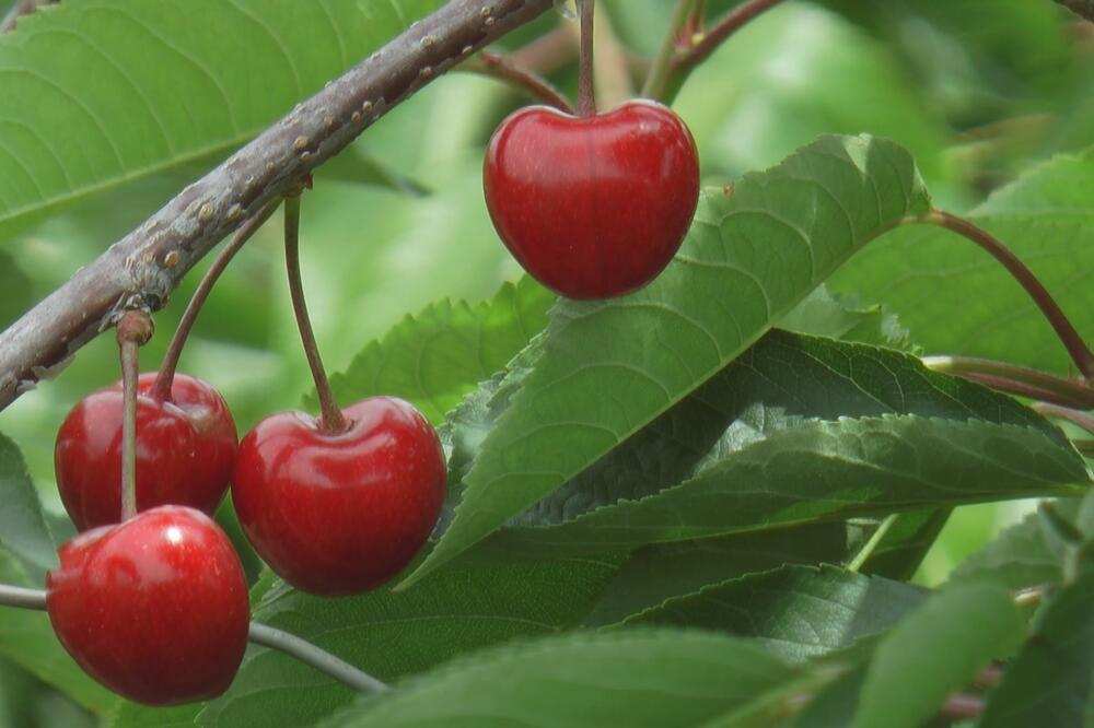 EVO KAKO PETELJKE OD TREŠANJA UTIČU NA TELO: Mnogi se KUNU u njih, od sada ćete ih SAKUPLJATI