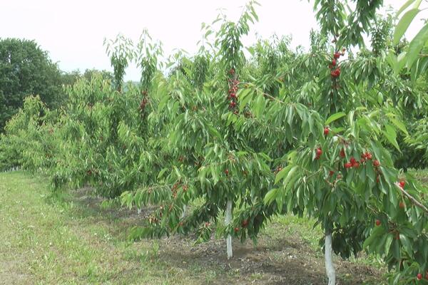 MNOGI SU SE ZAGRCNULI KAD SU ČULI PRVU CENU TREŠANJA: Došao je kraj, voćari obezbedili plasman na TRŽIŠTU! (FOTO)
