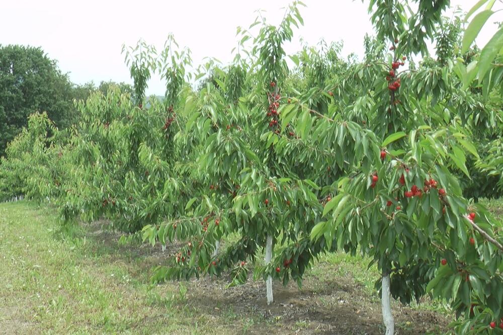 MNOGI SU SE ZAGRCNULI KAD SU ČULI PRVU CENU TREŠANJA: Došao je kraj, voćari obezbedili plasman na TRŽIŠTU! (FOTO)