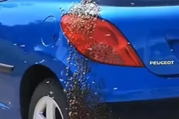 HOROR SCENA U NOVOM SADU! Roj pčela NAPADA, ljudi u panici, strašan snimak kruži mrežama, NIJE NAIVNO (VIDEO)