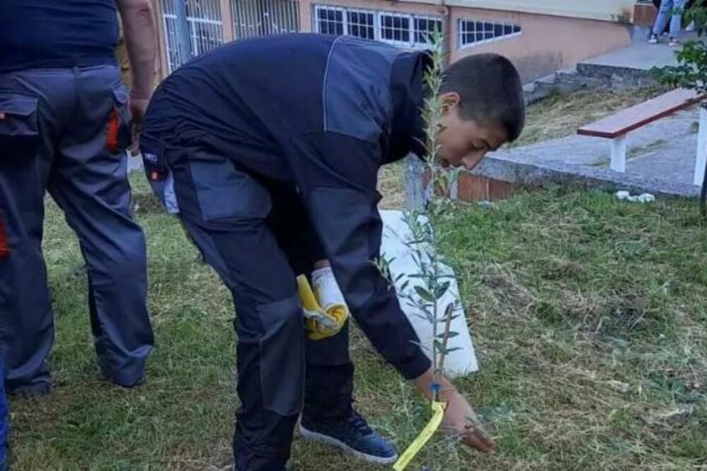 SREDNJOŠKOLCI IZ KOTORA UČESTVOVALI U EKO DANU BOKE: Ulepšali DVORIŠTE sadnicama MASLINA i maginja! (FOTO)