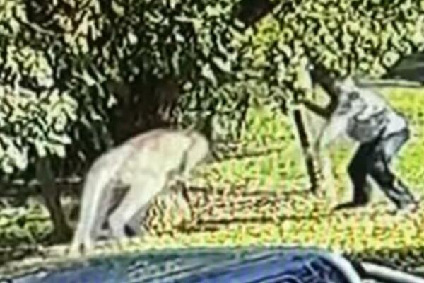 NAJTEŽI MEČ U KARIJERI: Bivši bokser i MMA trener u OBRAČUNU SA KENGUROM izvukao deblji kraj (VIDEO)