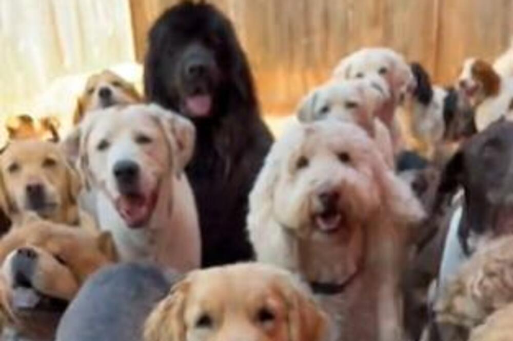 STRUČNJAK ZA DRESURU OTKRIVA KOJI SU PSI NAJGORI: Njih NIKADA ne bi imala za LJUBIMCA, teški su k'o CRNA ZEMLJA