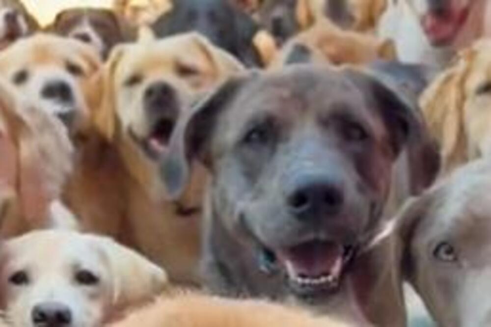 PSI LUTALICE ZAKLALI 28 KOZA, POVREĐEN I VLASNIK: Krvavi pir u Srbiji, ljudi u šoku