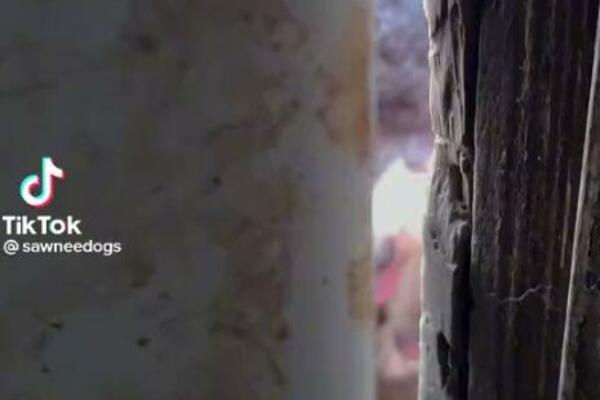 OVO MORATE VIDETI ZA DOBRO JUTRO: Svi na GOMILI, mrtva trka ko će PRVI (VIDEO)