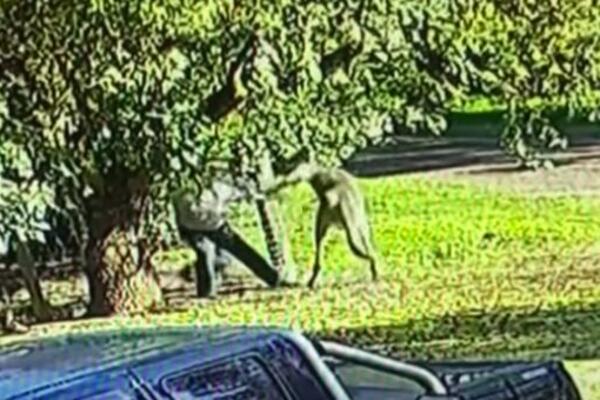 KAKVA TUČA, OVO JE ŠOK: Kengur olešio od batina MMA borca, kamera sve uhvatila (VIDEO)