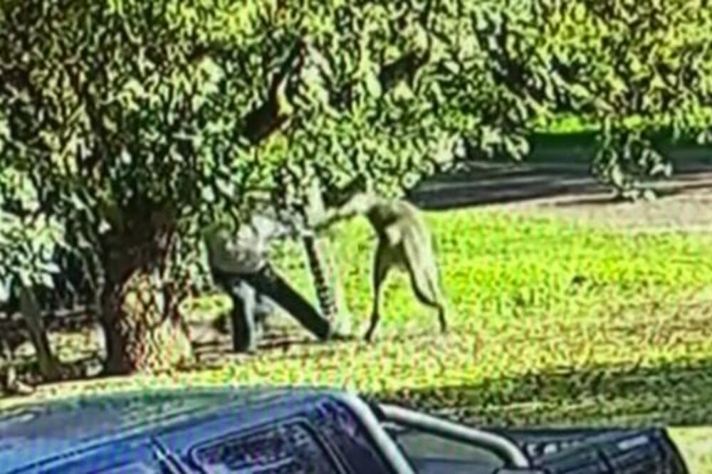 DEKA PREMINUO NAKON ŠTO GA JE NAPALA DIVLJA ŽIVOTINJA: Držao je kao LJUBIMCA, lekari zatekli STRAVIČNU SCENU!