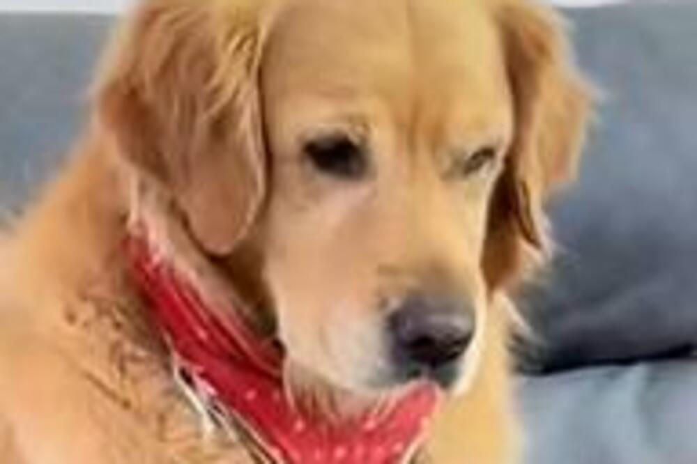 PODVALIO MU KRIŠKU LIMUNA, PA ZAŽALIO: Reakcija LABRADORA je urnebesna (VIDEO)