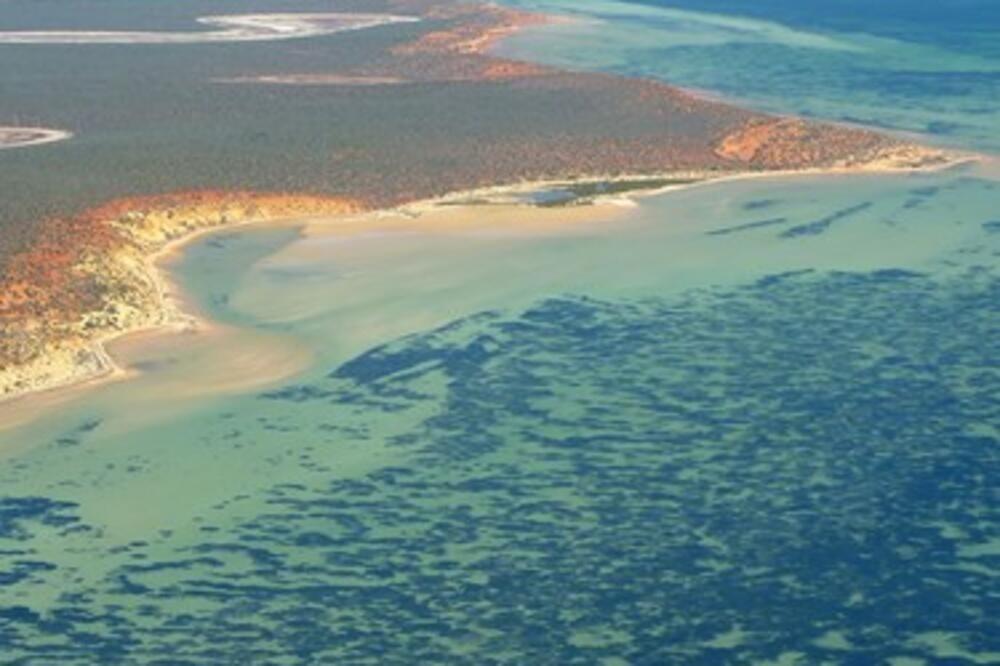 NAJVEĆA BILJKA NA SVETU OTKRIVENA JE U OVOJ ZEMLJI: 3 puta veća od MENHETNA! (FOTO)