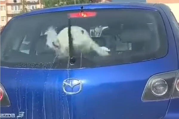 PAS POKUŠAVA DA GA UHVATI, PRIZOR NASMEJAO SVET: Svi su trčali da OVO usnime (VIDEO)