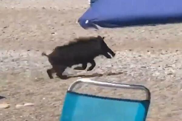 DIVLJI VEPAR NA PLAŽI UGRIZAO STARICU, PA NASTAVIO DA HARA: Uznemireni KUPAČI se sklanjali gde su stigli! (VIDEO)