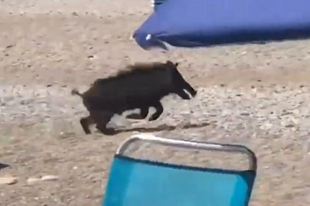 DIVLJI VEPAR NA PLAŽI UGRIZAO STARICU, PA NASTAVIO DA HARA: Uznemireni KUPAČI se sklanjali gde su stigli! (VIDEO)