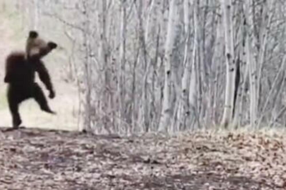 MEDVED ZAIGRAO NA DVE NOGE! Čudo neviđeno usnimljeno U ŠUMI, ŠOK (VIDEO)