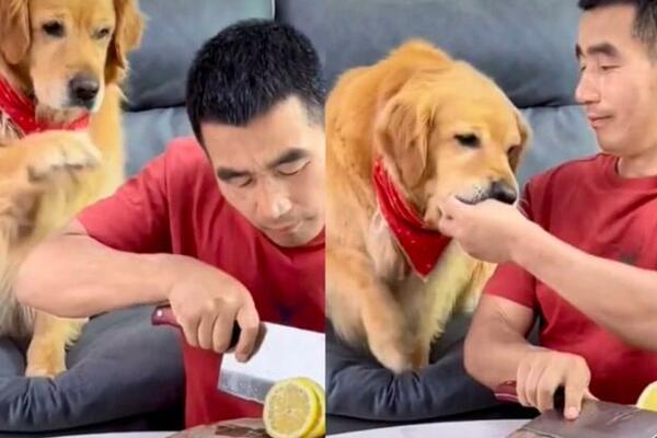 VLASNIK DAO PSU LIMUN, BRZO JE ZAŽALIO: Njegova reakcija bila je URNEBESNA (VIDEO)