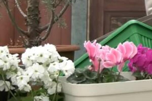 OVU NAMIRNICU SVI IMATE U KUĆI , A NISTE ZNALI DA OD TOGA CVEĆE BUJA KAO LUDO: Promena će se videti već sutradan