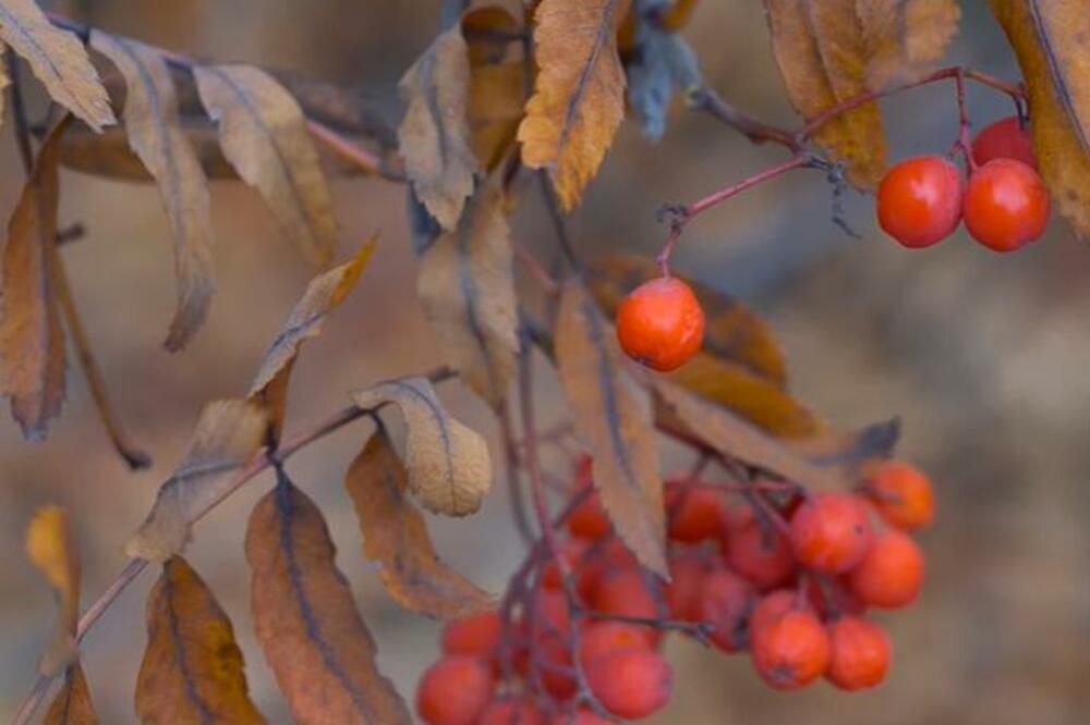 ZA OVU BILJKU SE DAVNO VEROVALO DA DONOSI SREĆU: A kada vas KRENE, ovo morate da URADITE SA NJOM