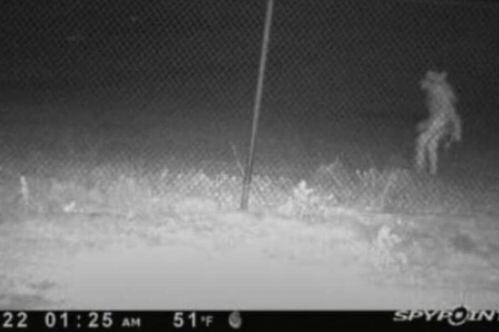 JEZIVOST KOD ZOLOŠKOG VRTA: Hodalo je kao ČOVEK, ali pogledajte mu GLAVU (FOTO)